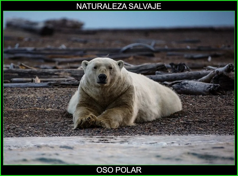 Oso polar, Ursus maritimus, oso blanco, animal mamífero, naturaleza salvaje 4