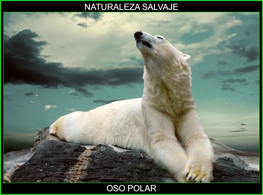 Oso polar, Ursus maritimus, oso blanco, animal mamífero, naturaleza salvaje 5
