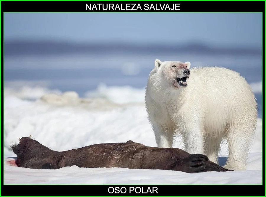 Oso polar, Ursus maritimus, oso blanco, animal mamífero, naturaleza salvaje 7