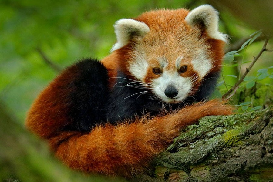 Panda rojo, panda menor, Ailurus fulgens, animales bonitos 1