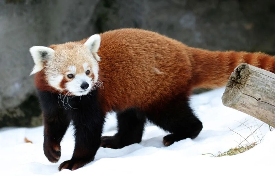 Panda rojo, panda menor, Ailurus fulgens, animales bonitos 2