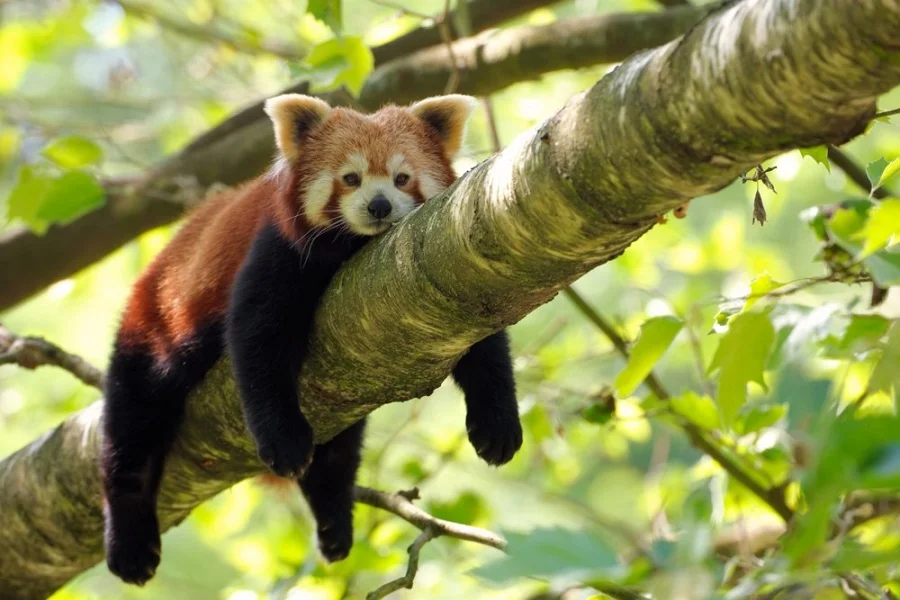Panda rojo, panda menor, Ailurus fulgens, animales bonitos 3