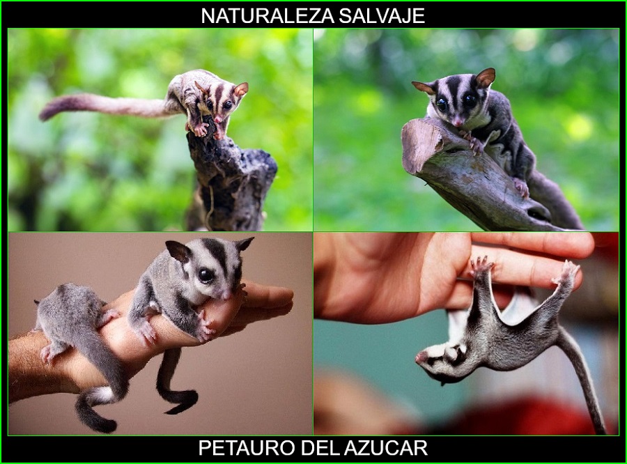 Petaurus breviceps, petauro del azúcar, falangero del azúcar, mamíferos, animales, naturaleza salvaje 1
