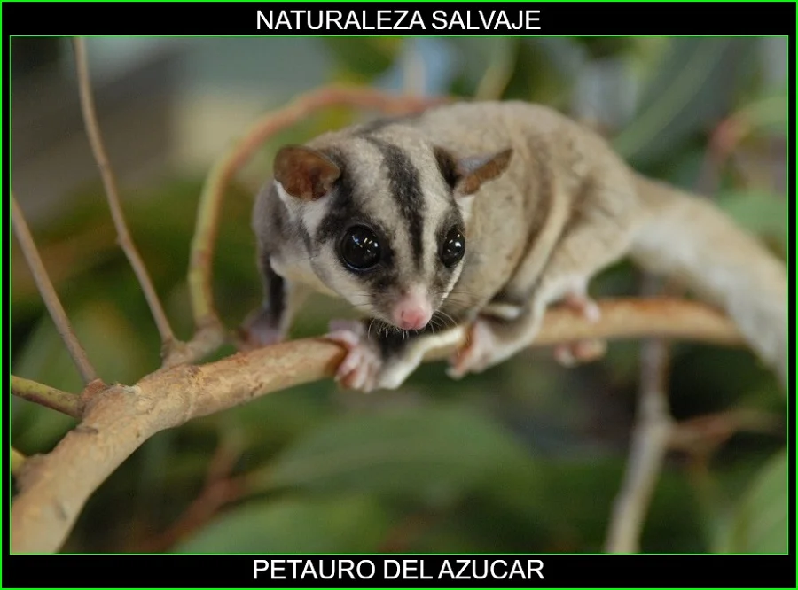 Petaurus breviceps, petauro del azúcar, falangero del azúcar, mamíferos, animales, naturaleza salvaje 3