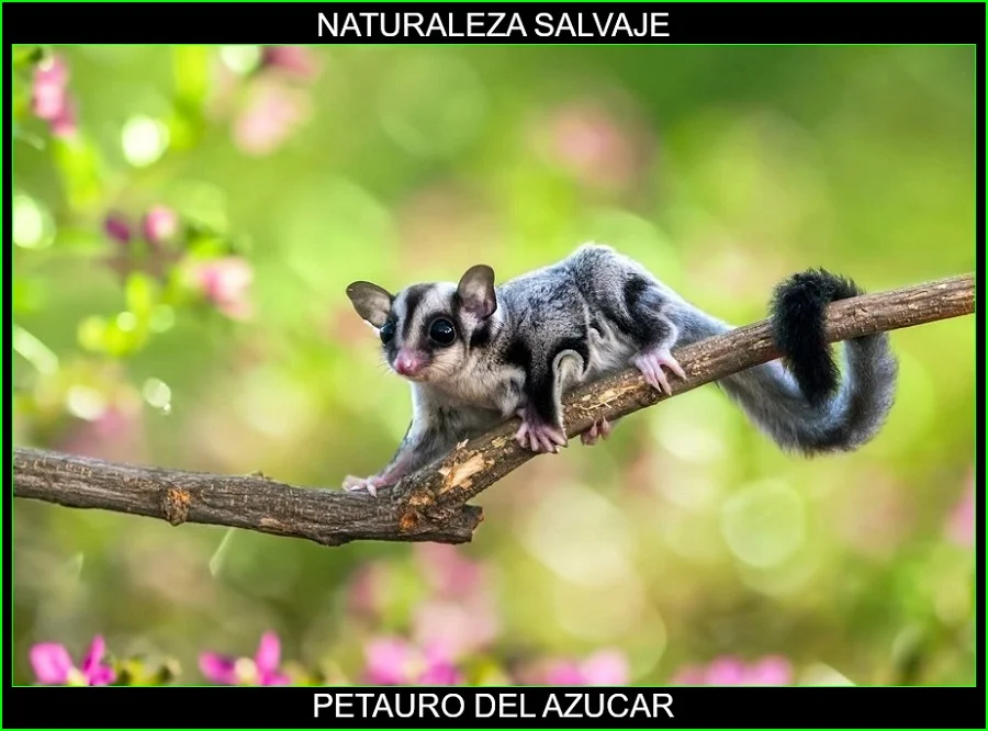 Petaurus breviceps, petauro del azúcar, falangero del azúcar, mamíferos, animales, naturaleza salvaje 5