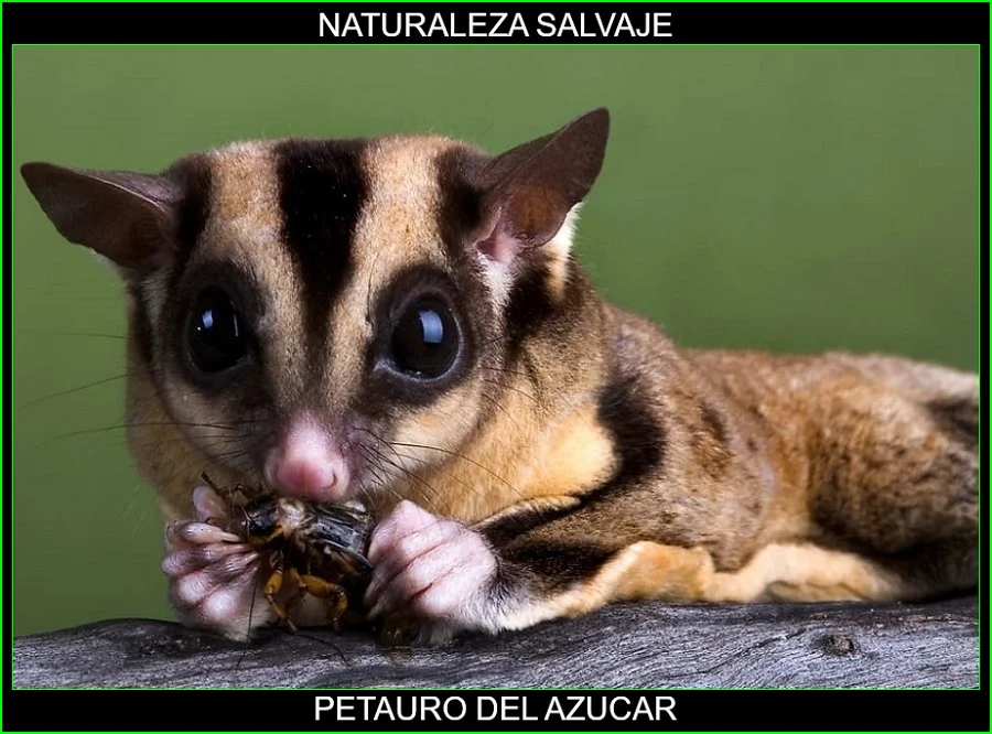 Petaurus breviceps, petauro del azúcar, falangero del azúcar, mamíferos, animales, naturaleza salvaje 6