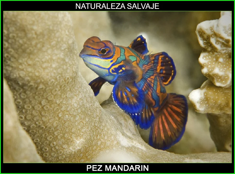 Synchiropus splendidus, pez mandarín, gobio mandarín animales marinos, naturaleza salvaje 2