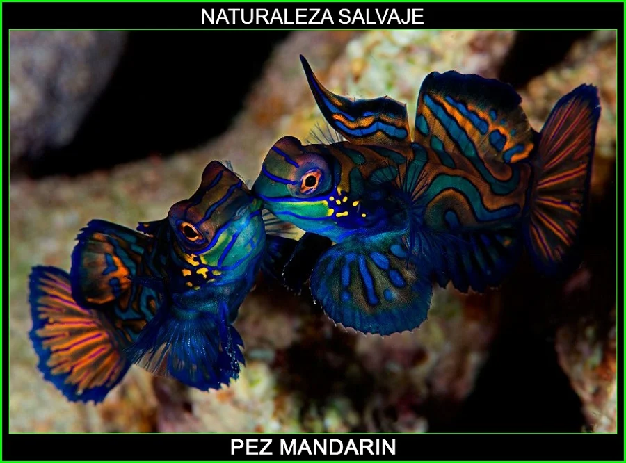 Synchiropus splendidus, pez mandarín, gobio mandarín animales marinos, naturaleza salvaje 3