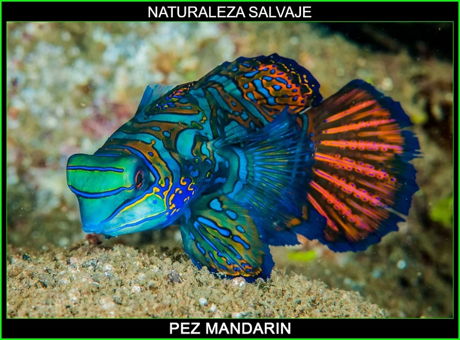Synchiropus splendidus, pez mandarín, gobio mandarín animales marinos, naturaleza salvaje 4