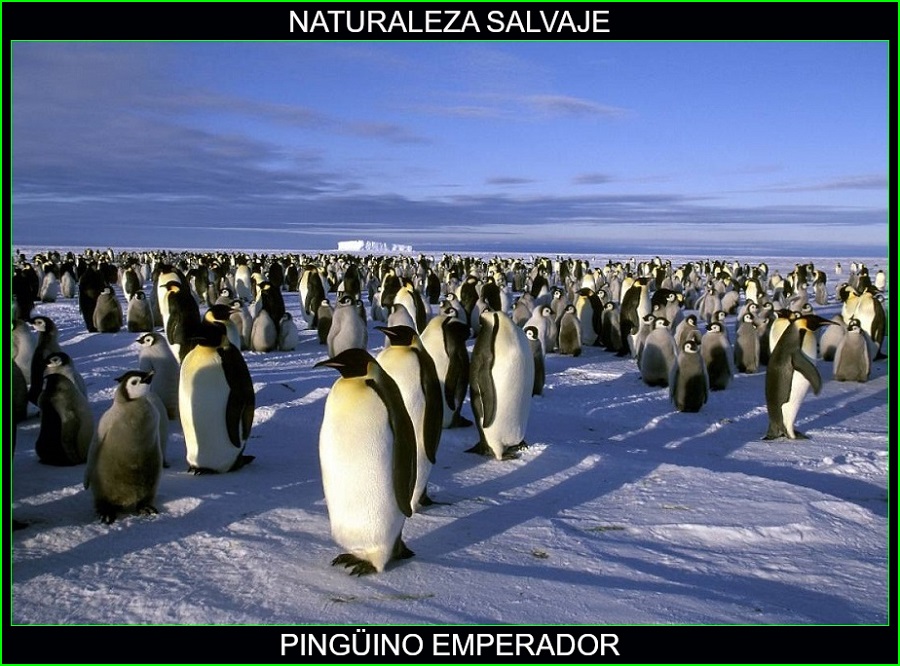 Pingüino emperador, Aptenodytes forsteri, aves, animales, naturaleza salvaje 1