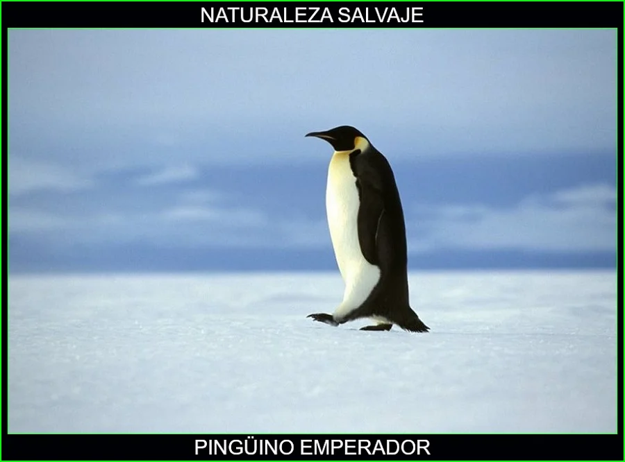Pingüino emperador, Aptenodytes forsteri, aves, animales, naturaleza salvaje 2