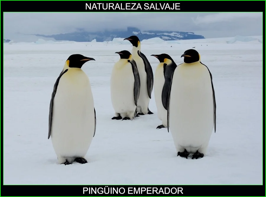 Pingüino emperador, Aptenodytes forsteri, aves, animales, naturaleza salvaje 3