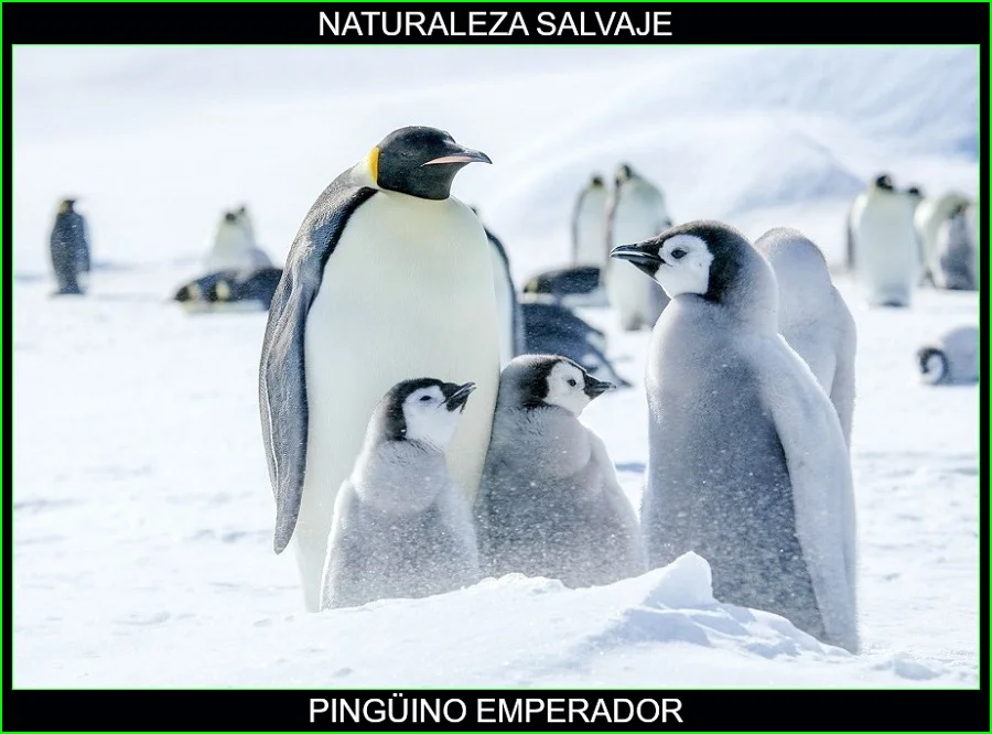 Pingüino emperador, Aptenodytes forsteri, aves, animales, naturaleza salvaje 6