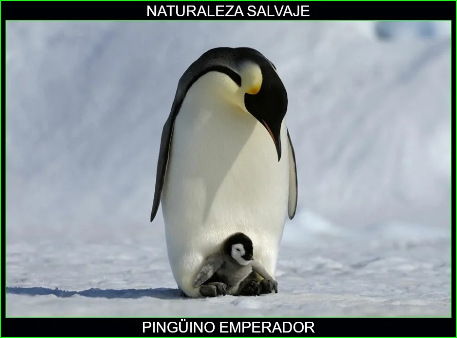 Pingüino emperador, Aptenodytes forsteri, aves, animales, naturaleza salvaje 5
