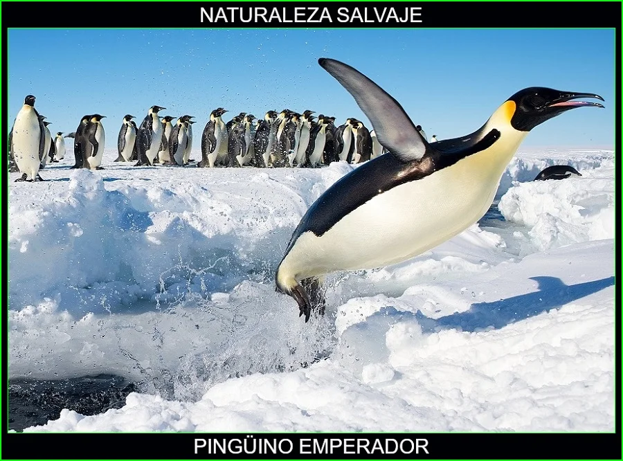 Pingüino emperador, Aptenodytes forsteri, aves, animales, naturaleza salvaje 4