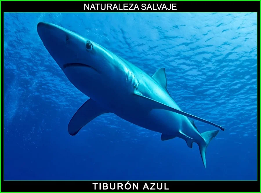 Tiburón azul, Prionace glauca, tintorera, caella, caguella, quella, azulejo, naturaleza salvaje 3