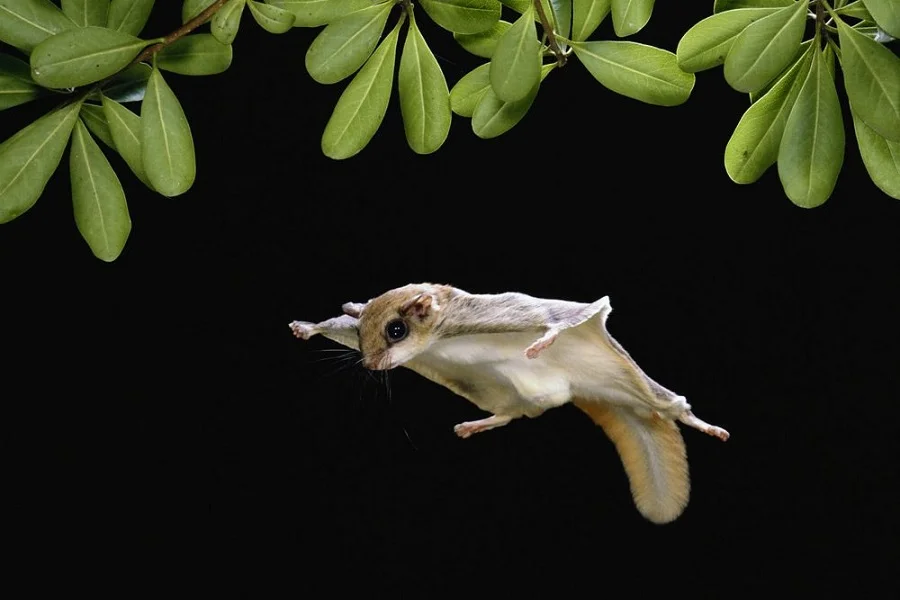 Pteromys momonga, Ardilla voladora japonesa, animales, mamíferos, Naturaleza salvaje 4