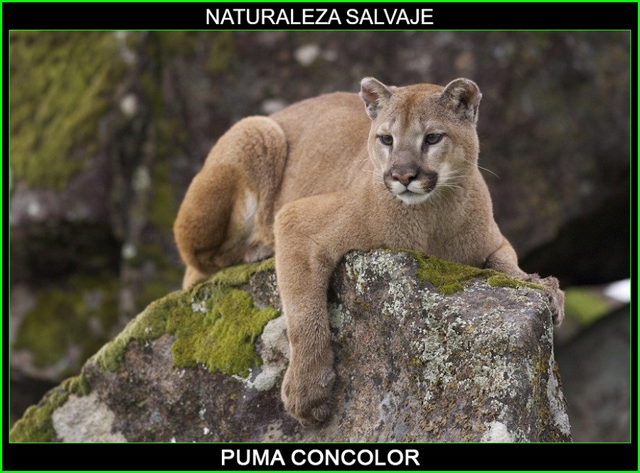 Puma concolor, león de montaña, león americano, puma, felinos, felinos, animales, naturaleza salvaje 1
