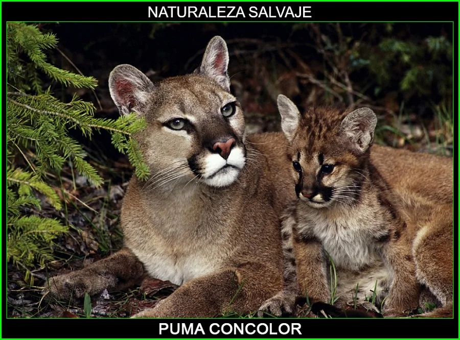 Puma concolor, león de montaña, león americano, puma, felinos, felinos, animales, naturaleza salvaje 4