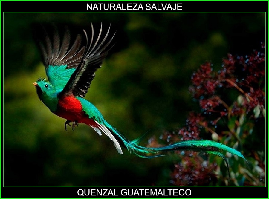 Quetzal guatemalteco, quetzal mesoamericano, quetzal, Pharomachrus mocinno, aves, naturaleza salvaje 1
