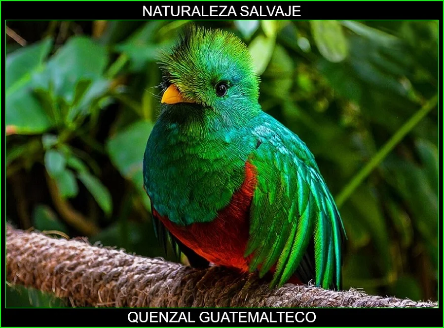Quetzal guatemalteco, quetzal mesoamericano, quetzal, Pharomachrus mocinno, aves, naturaleza salvaje 3