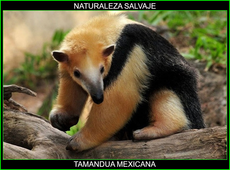 Tamandúa mexicana, Oso hormiguero de chaleco, Brazo fuerte, Tamandúa, animal mamífero, naturaleza salvaje 2