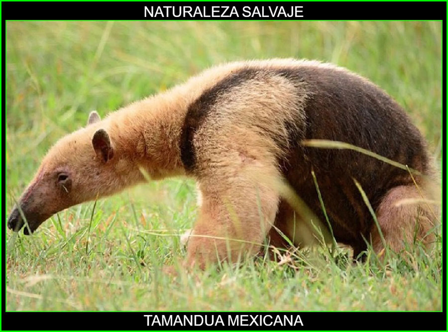 Tamandúa mexicana, Oso hormiguero de chaleco, Brazo fuerte, Tamandúa, animal mamífero, naturaleza salvaje 4