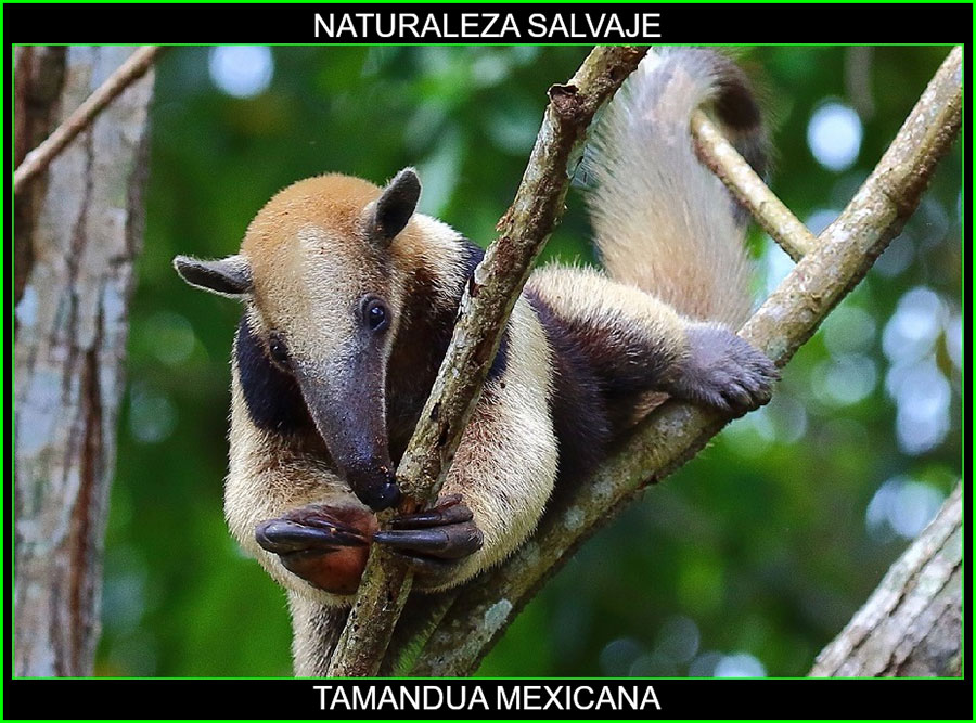 Tamandúa mexicana, Oso hormiguero de chaleco, Brazo fuerte, Tamandúa, animal mamífero, naturaleza salvaje 5
