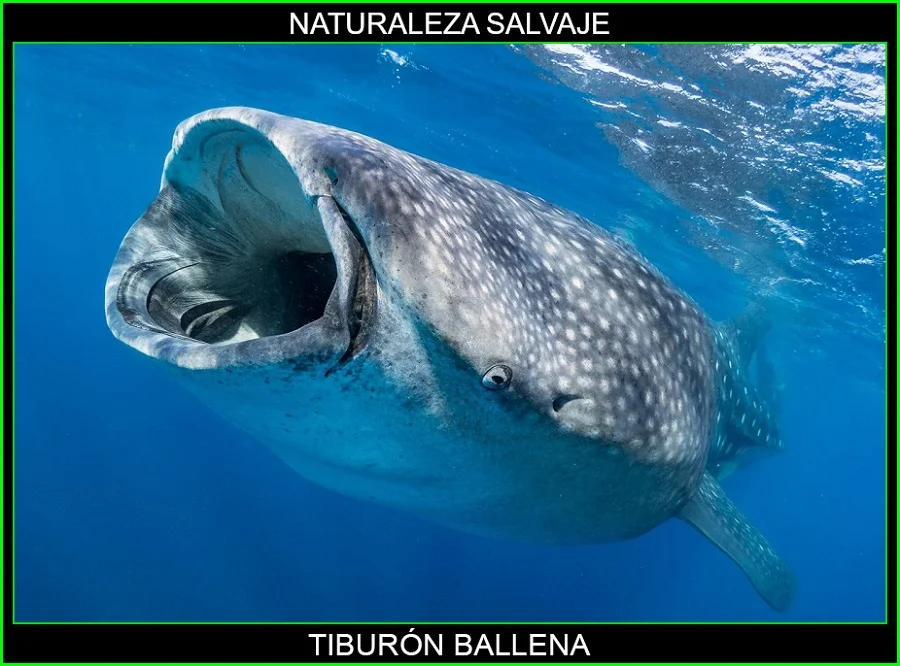 Tiburón ballena, tiburones, animales marinos, animales más grandes del mundo, naturaleza salvaje 2