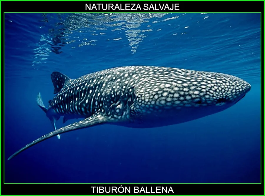 Tiburón ballena, tiburones, animales marinos, animales más grandes del mundo, naturaleza salvaje 3