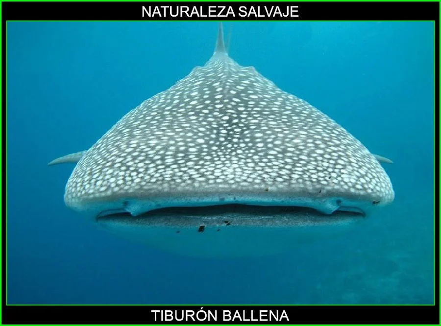 Tiburón ballena, tiburones, animales marinos, animales más grandes del mundo, naturaleza salvaje 4