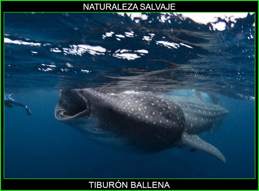 Tiburón ballena, tiburones, animales marinos, animales más grandes del mundo, naturaleza salvaje 6
