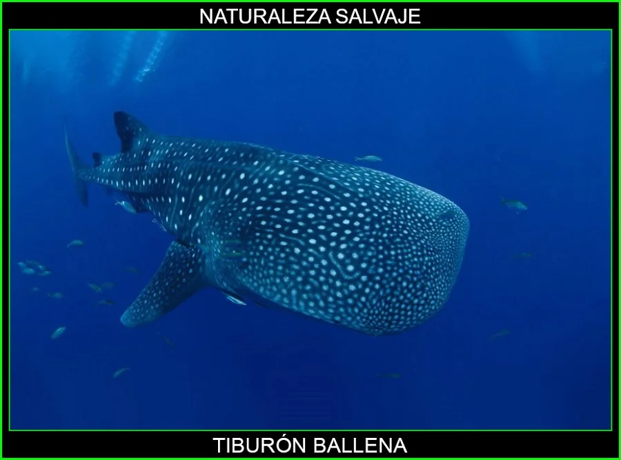 Tiburón ballena, tiburones, animales marinos, animales más grandes del mundo, naturaleza salvaje 7