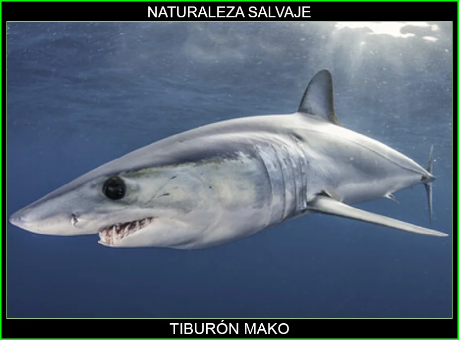 Tiburón mako, marrajo común de aleta corta, Isurus oxyrinchus, animales marinos, Tiburones 2