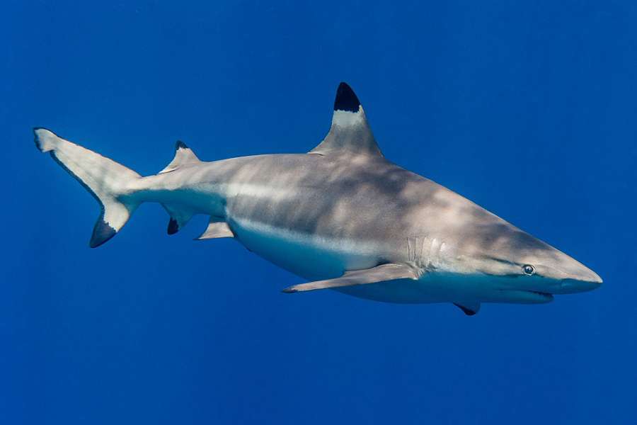 Tiburón de punta negra (Carcharhinus melanopterus)