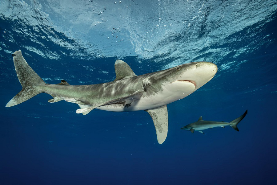 Tiburón oceánico (Carcharhinus longimanus)