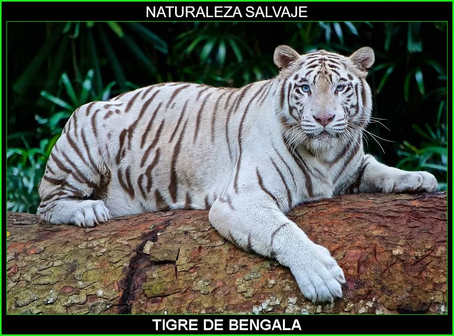 Tigre de Bengala, Panthera tigris tigris, tigre de Bengala real, tigre indio, grandes felinos, animales