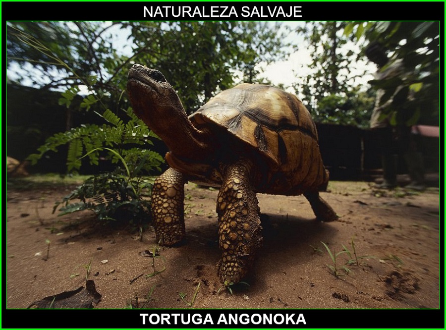 Tortuga angonoka, Astrochelys yniphora, tortuga terrestre, reptiles, animales en peligro de extinción, naturaleza salvaje