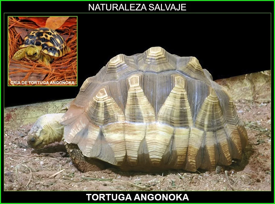 Tortuga angonoka, Astrochelys yniphora, tortuga terrestre, reptiles, animales en peligro de extinción, naturaleza salvaje 2