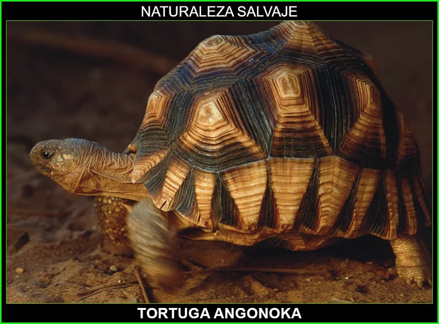 Tortuga angonoka, Astrochelys yniphora, tortuga terrestre, reptiles, animales en peligro de extinción, naturaleza salvaje 3