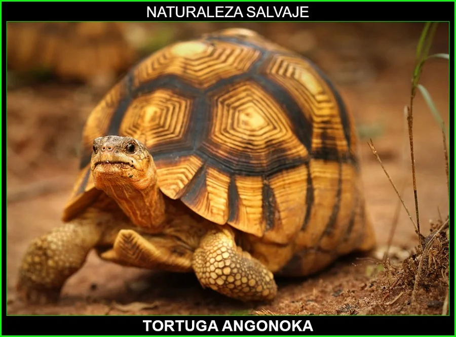 Tortuga angonoka, Astrochelys yniphora, tortuga terrestre, reptiles, animales en peligro de extinción, naturaleza salvaje 4