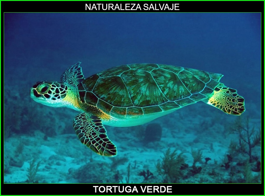 Tortuga verde, Chelonia mydas, tortugas marinas, animales marinos, naturaleza salvaje