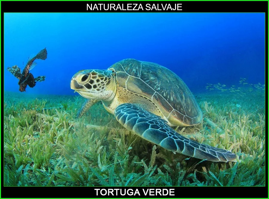 Tortuga verde, Chelonia mydas, tortugas marinas, animales marinos, naturaleza salvaje 2