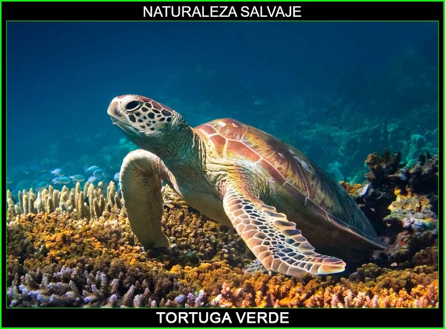 Tortuga verde, Chelonia mydas, tortugas marinas, animales marinos, naturaleza salvaje 3