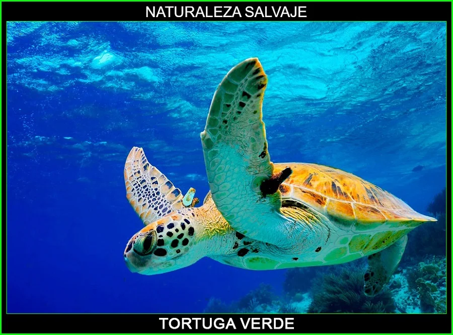 Tortuga verde, Chelonia mydas, tortugas marinas, animales marinos, naturaleza salvaje 5