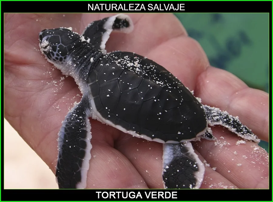 Tortuga verde, Chelonia mydas, tortugas marinas, animales marinos, naturaleza salvaje 4