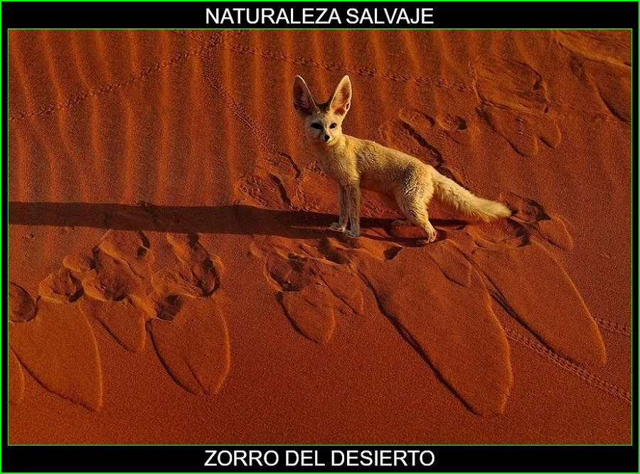 Fénec, feneco, zorro del desierto, animales, naturaleza salvaje 2