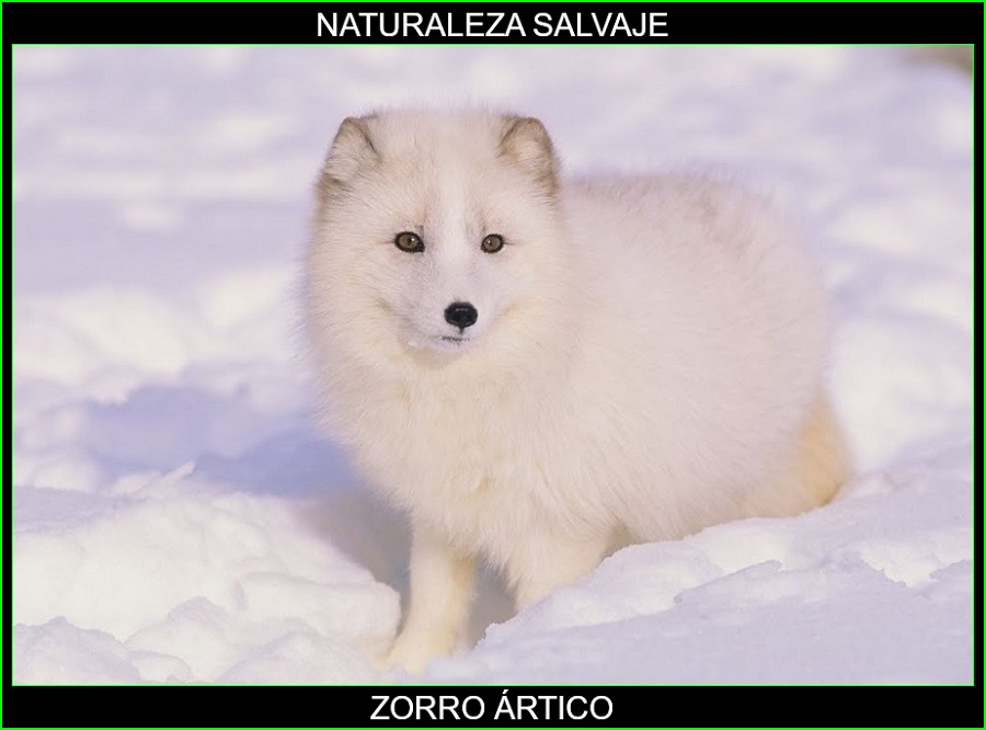 zorros polares (Alopex lagopus), zorro ártico o zorro blanco 1