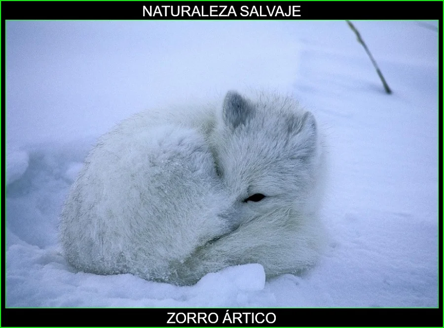 zorros polares (Alopex lagopus), zorro ártico o zorro blanco 2