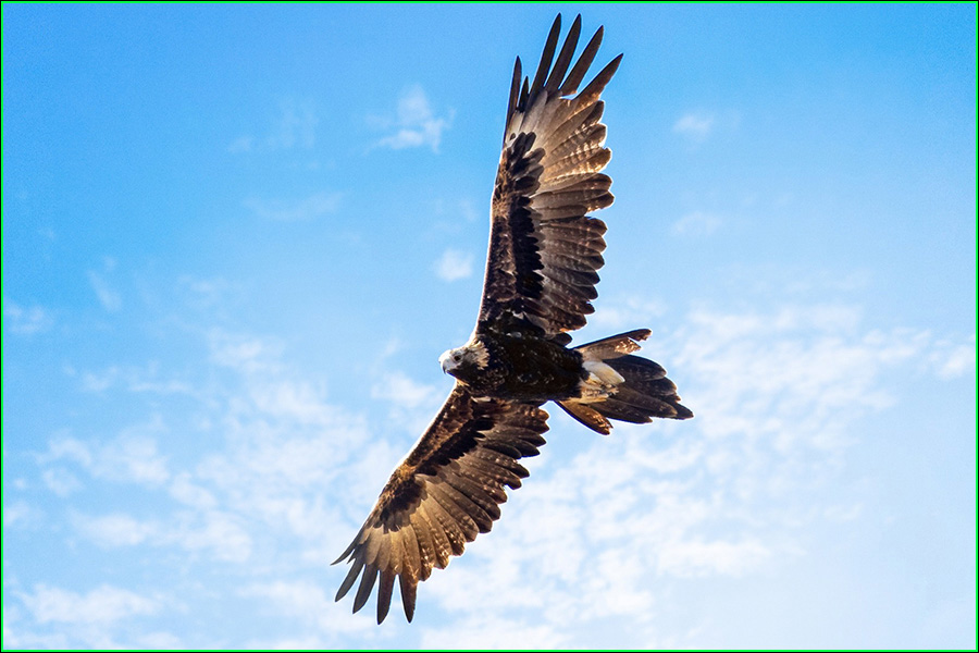 Águila cola de cuña, Aquila audax, águila halcón, ave rapaz, ave de presa, naturaleza salvaje